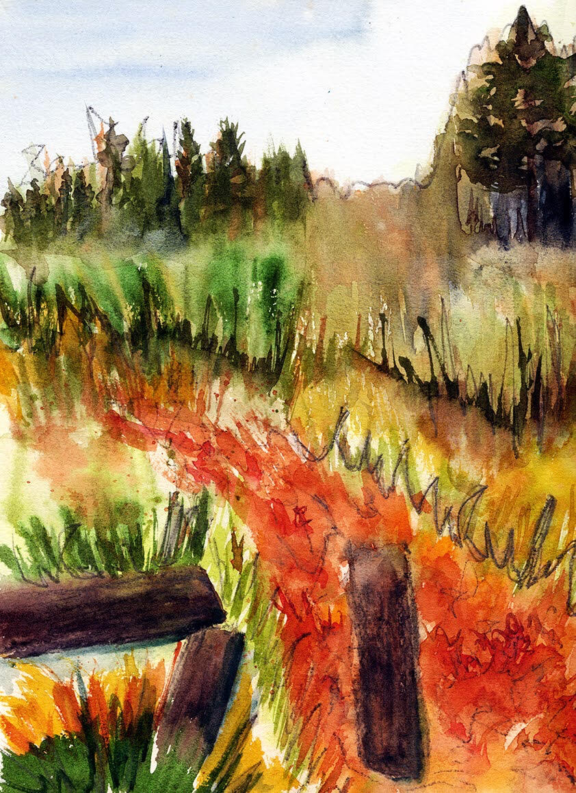 Logs on the Bartram Trail watercolor and graphite
